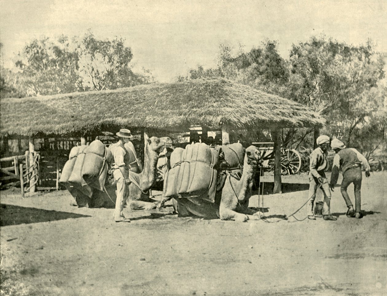 Tevék betöltése egy ausztrál állomáson, 1901. alkotó: Unbekannt