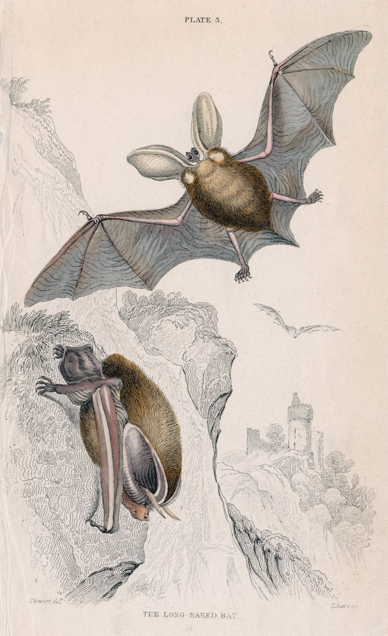 Hosszúfülű denevér Plectorus auritus, 1828 alkotó: Unbekannt