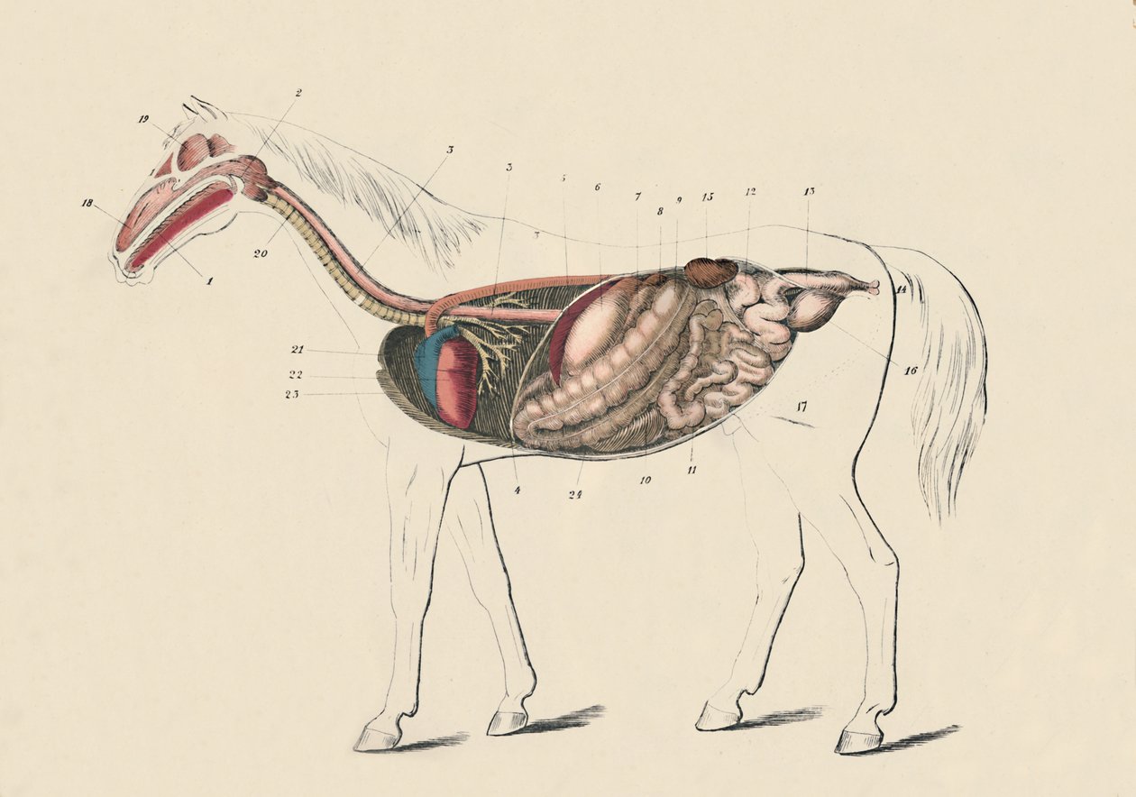 A ló hosszmetszete, c1879. alkotó: Unbekannt