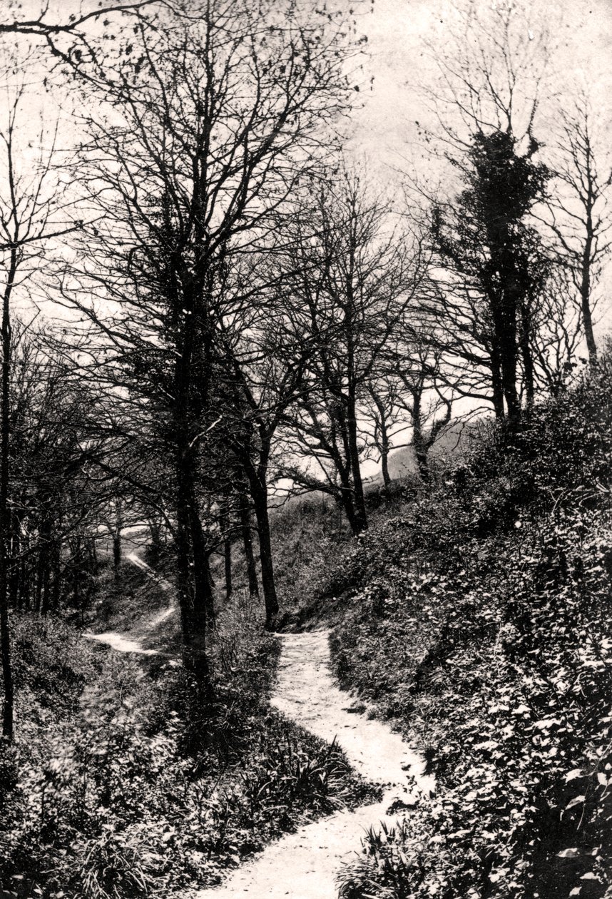 Lovers Lane, Fairlight, Hastings, Sussex alkotó: Unbekannt