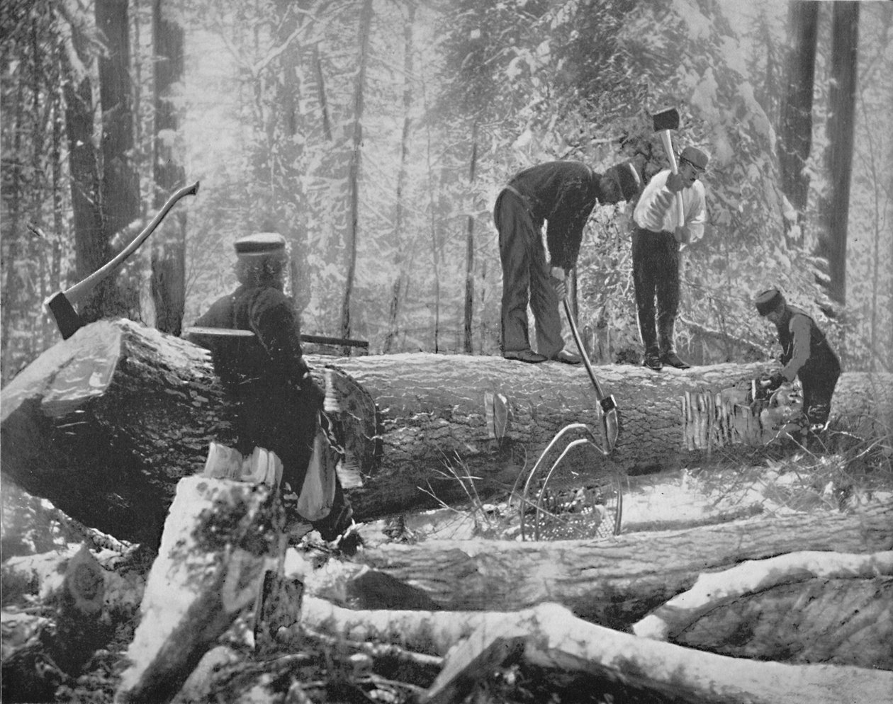 Fakitermelés az Ottawa folyón, Kanada, 1897. alkotó: Unbekannt