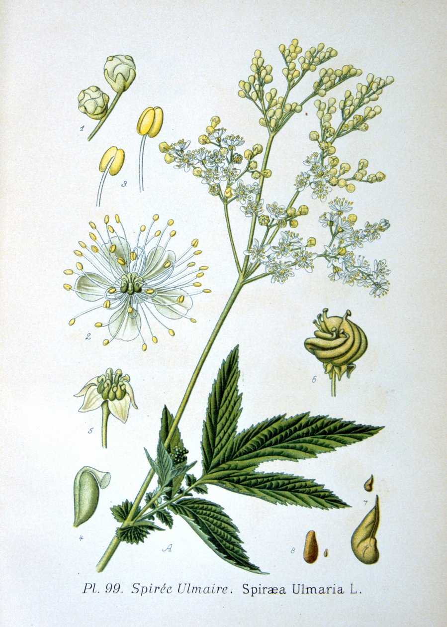 Meadowsweet, 1893 alkotó: Unbekannt