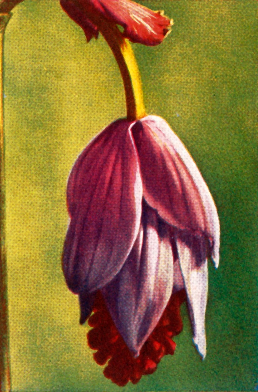 Medinilla, 1928. alkotó: Unbekannt