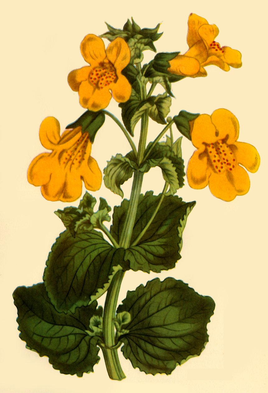 „Majomvirág”, 1812, 1944. alkotó: Unbekannt