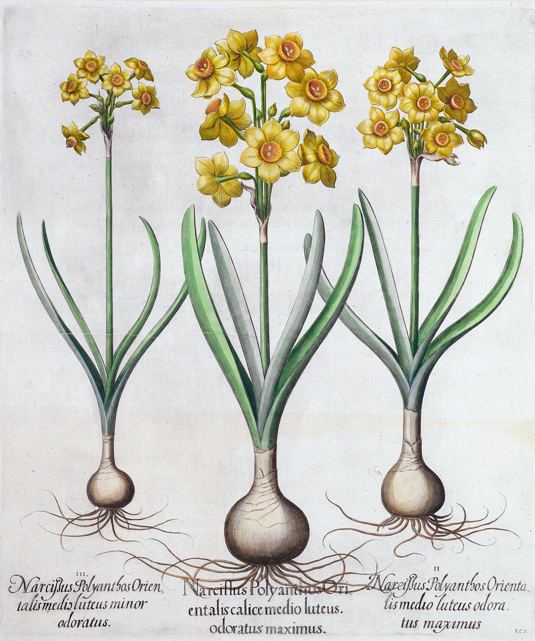 Nárcisz, 1613 alkotó: Unbekannt