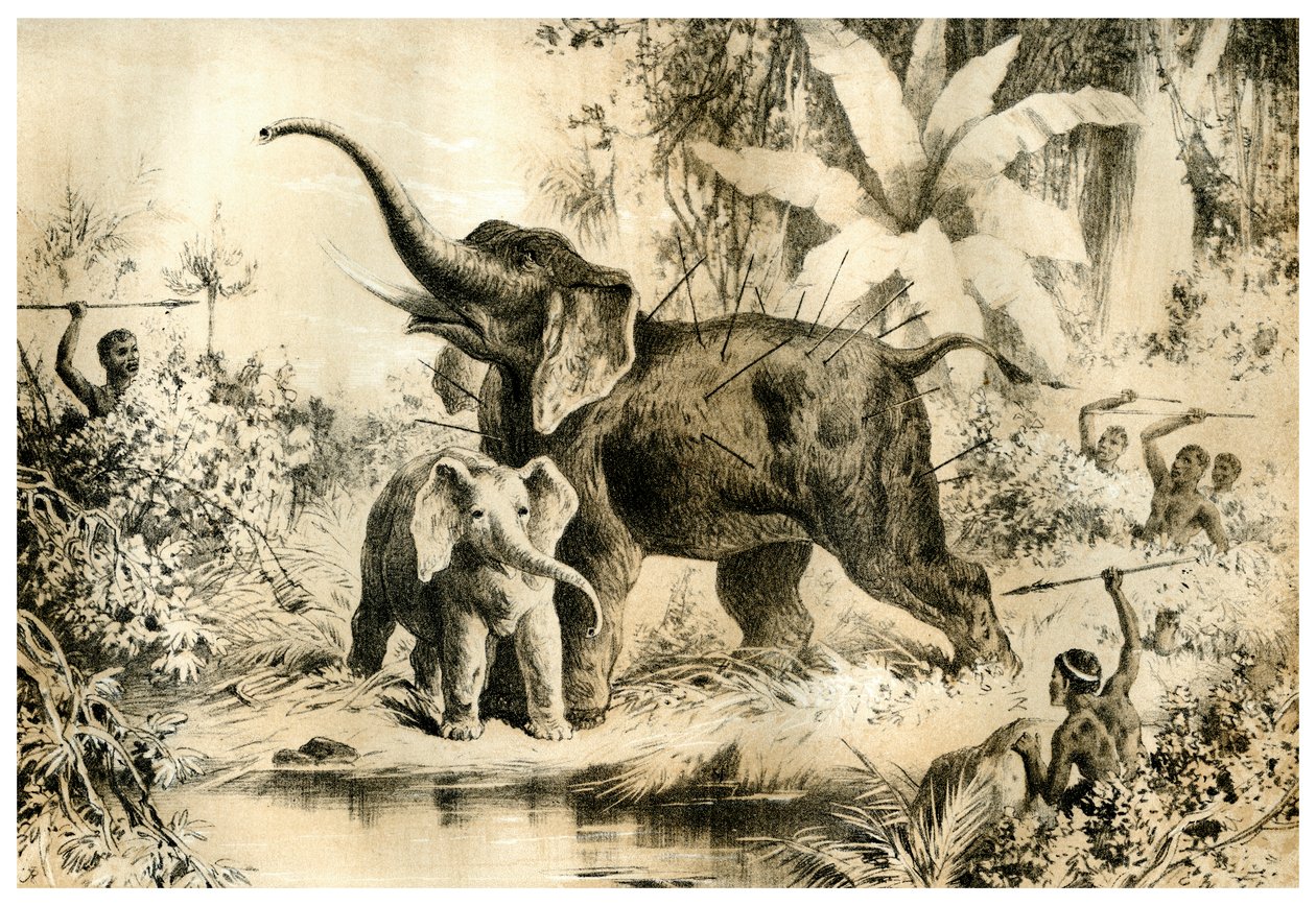 Natives Spearing an Elephant, 1883 alkotó: Unbekannt