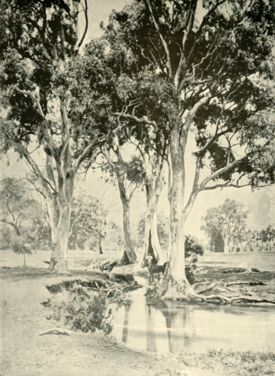Old Gums, Mt. Crawford, Dél-Ausztrália, 1901. alkotó: Unbekannt