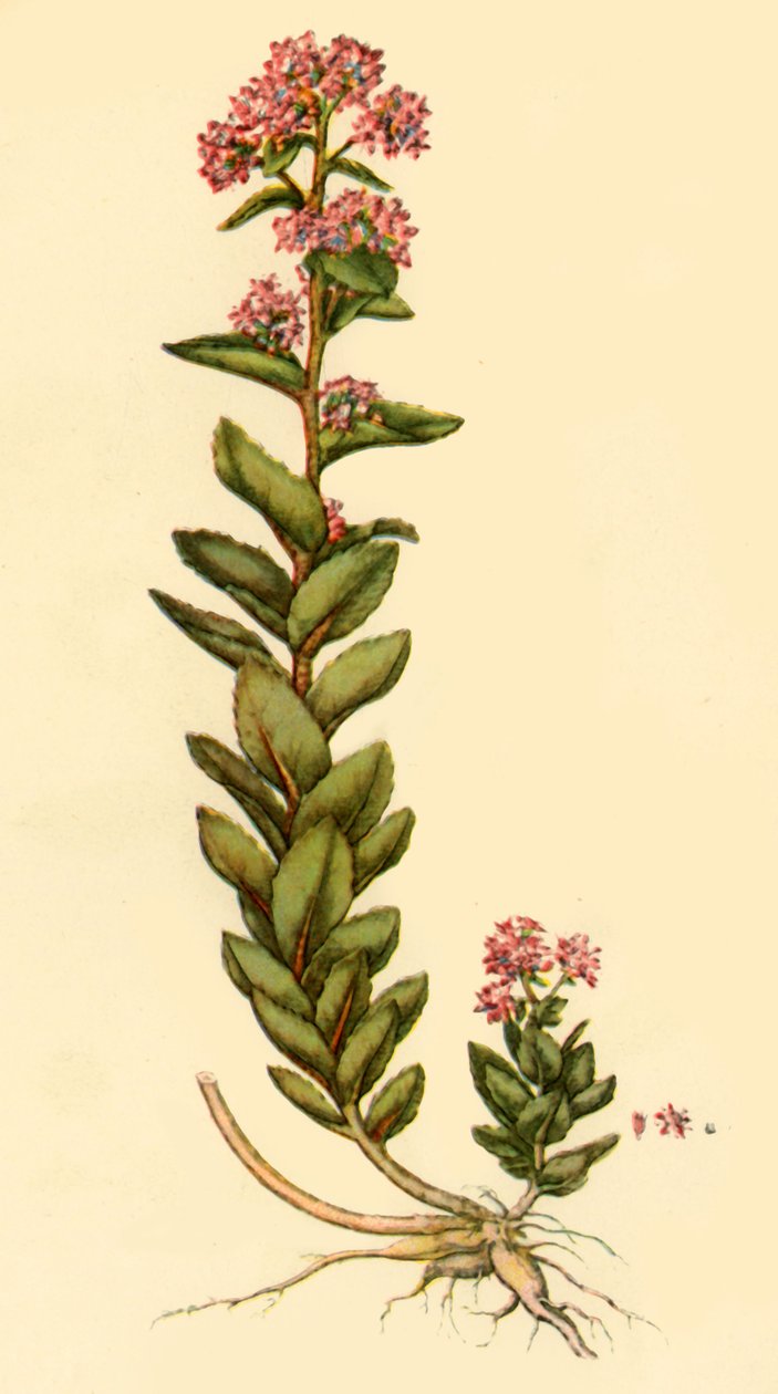 „Orpine”, 1777, 1944. alkotó: Unbekannt