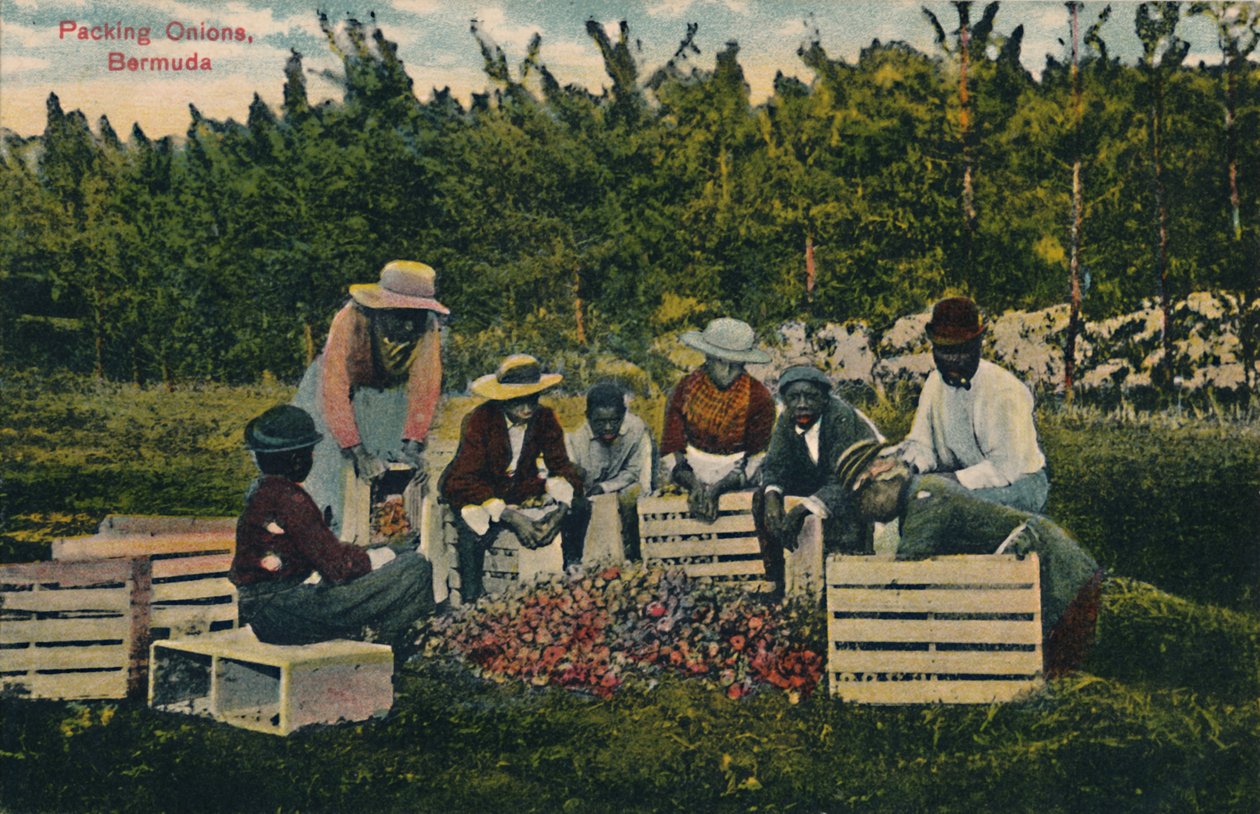 Hagyma csomagolása, Bermuda, XX. század eleje. alkotó: Unbekannt