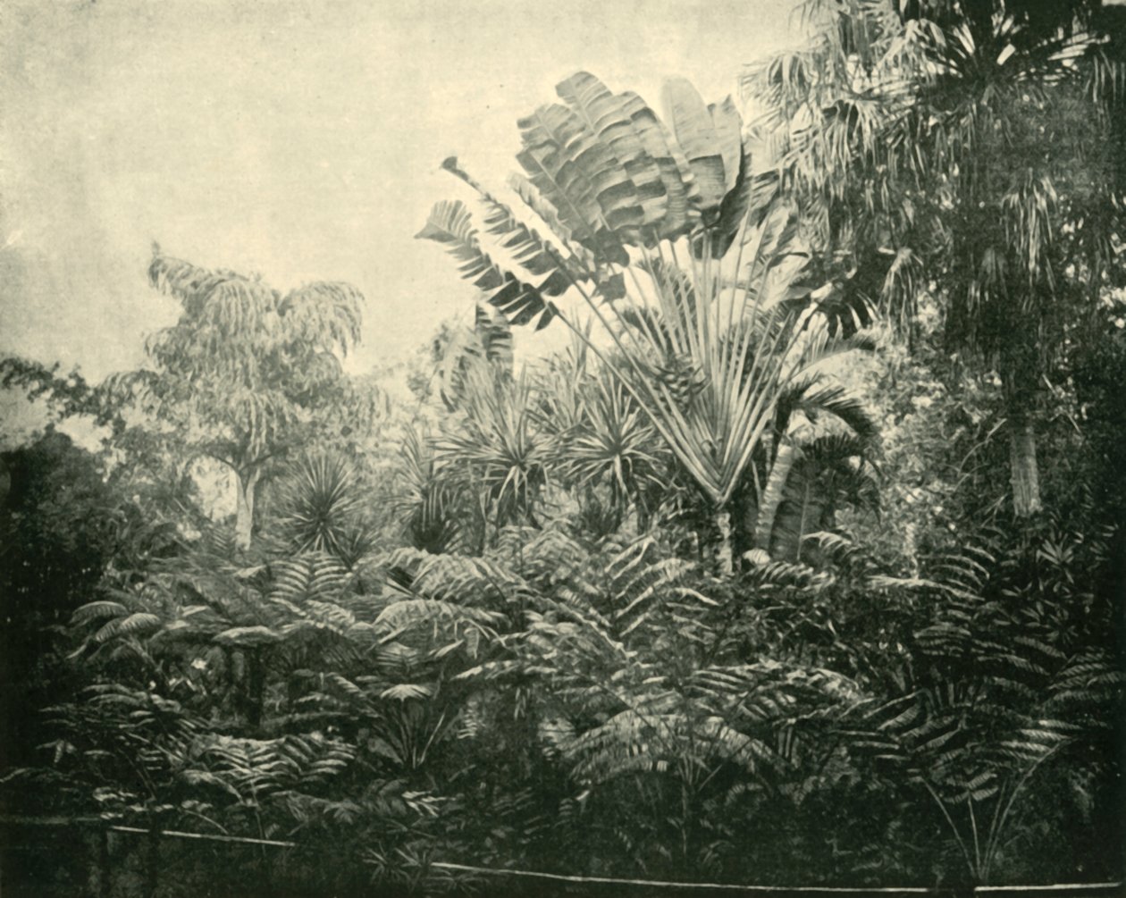 Pálma- és Páfrány-sziget, Botanikus Kert, Brisbane, 1901. alkotó: Unbekannt