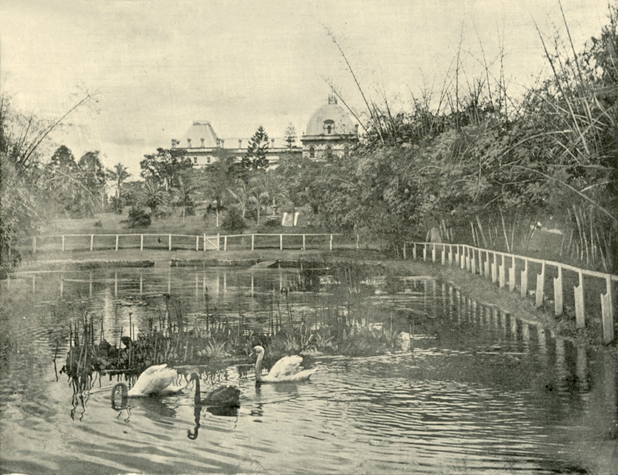 Papyrus Pond, Brisbane Botanical Gardens, 1901. alkotó: Unbekannt