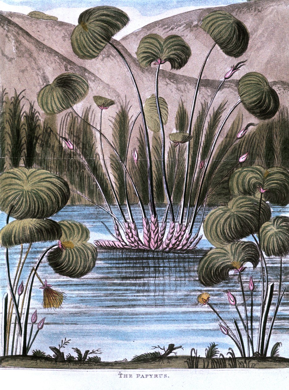 Papirusz nád Cyperus papyrus, 1823 alkotó: Unbekannt