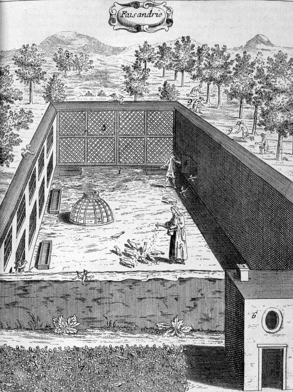 Fácán, 1775 alkotó: Unbekannt