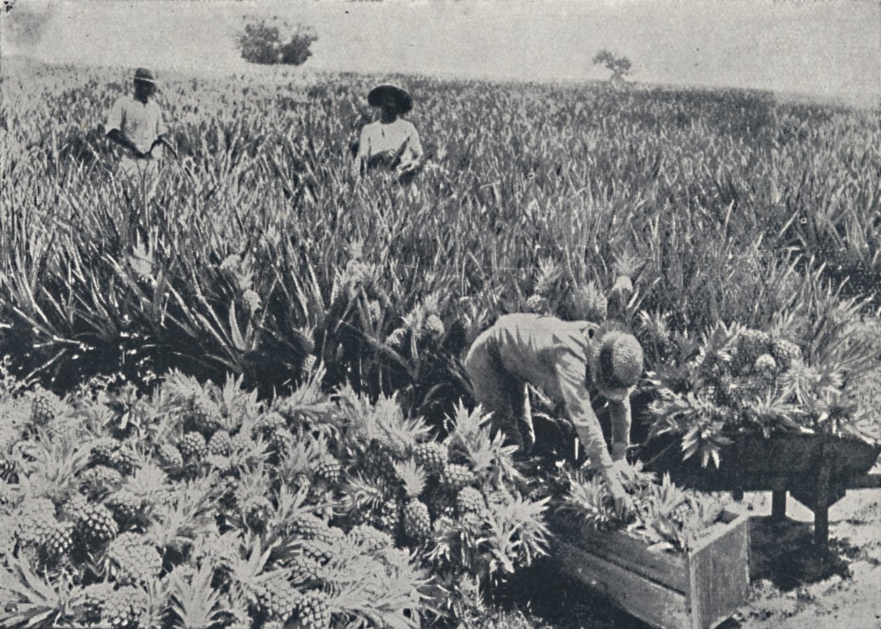 Pine-Apple Field, Queensland, 1923. alkotó: Unbekannt
