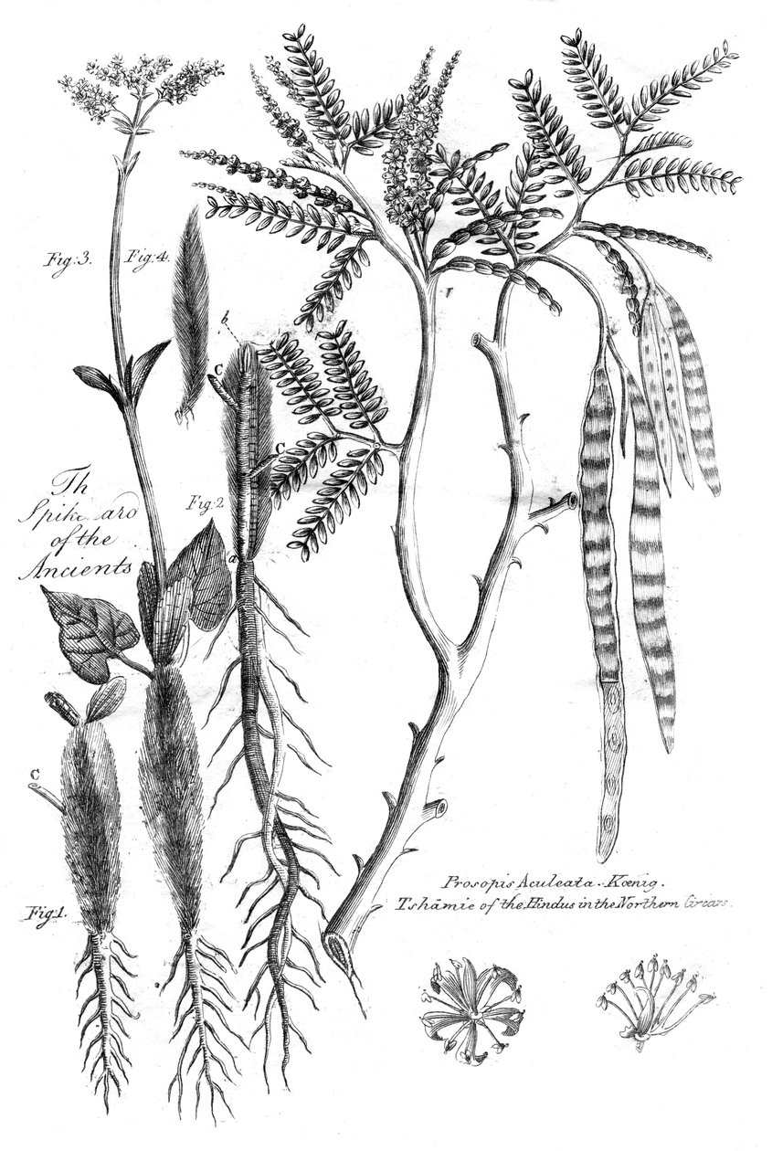 Prosopis Aculeata, 1799 alkotó: Unbekannt