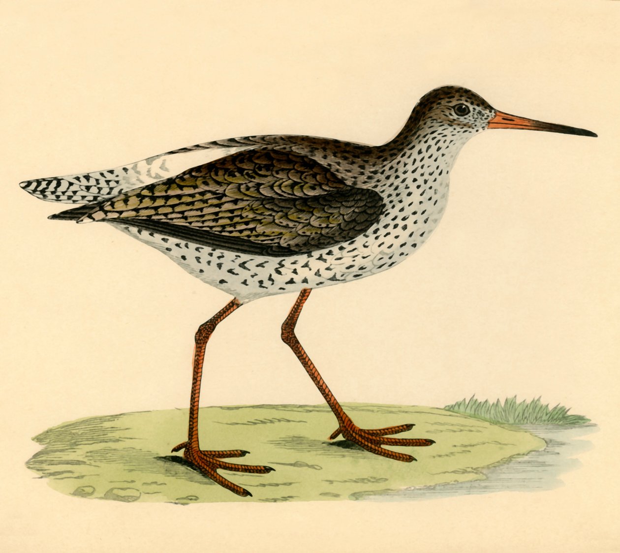 Redshank, 19. század vége. alkotó: Unbekannt