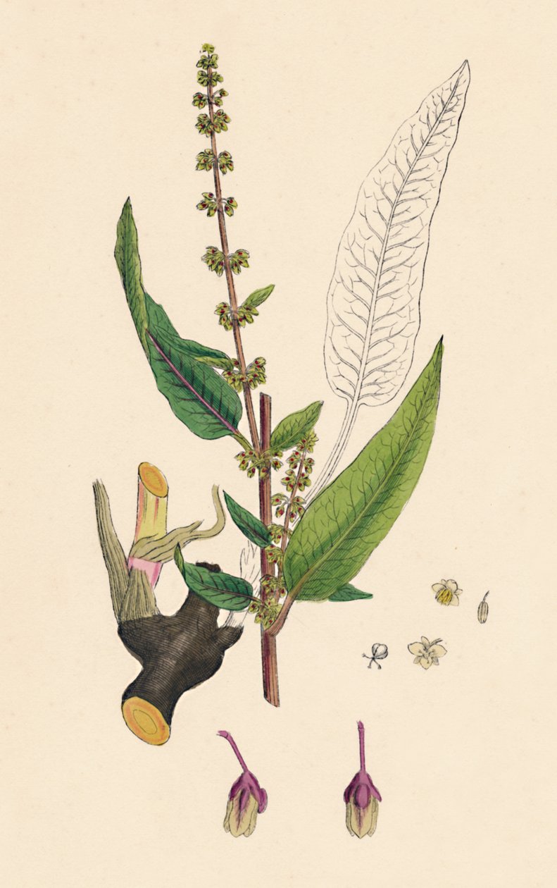 Rumex sanguineus. Véres dokk, 19. század alkotó: Unbekannt