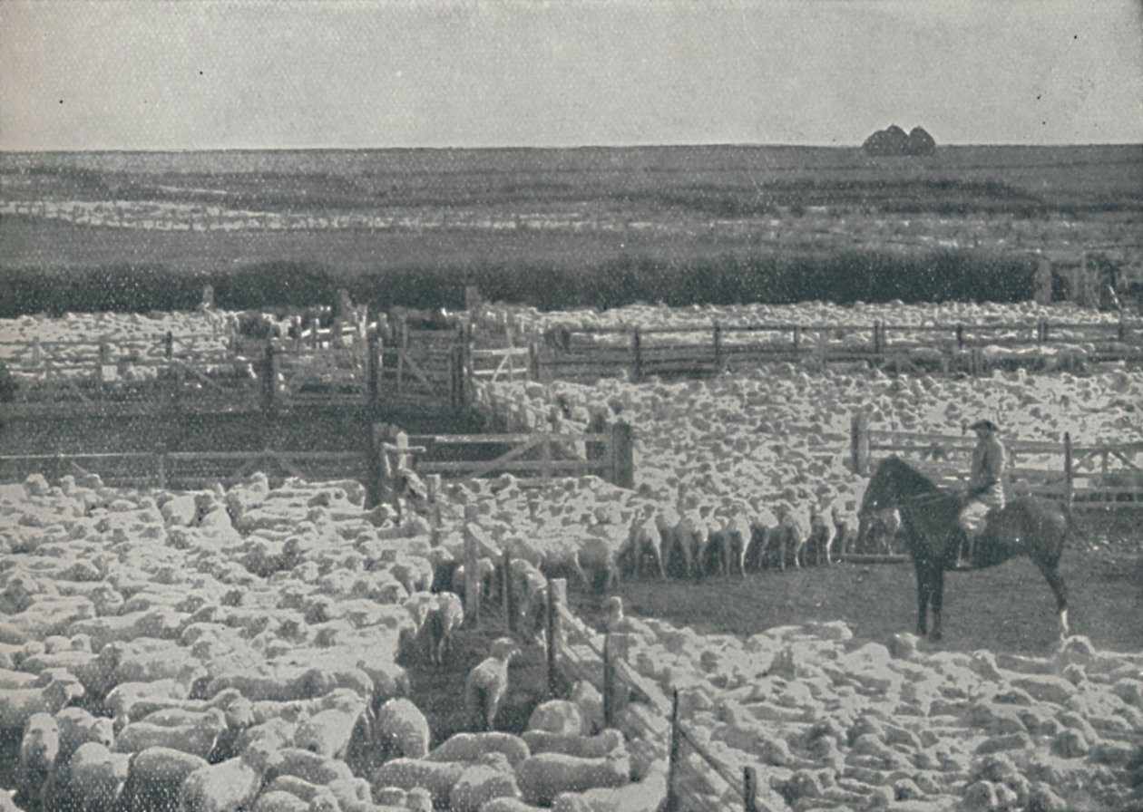Birkakodók Ausztráliában, 1910 alkotó: Unbekannt