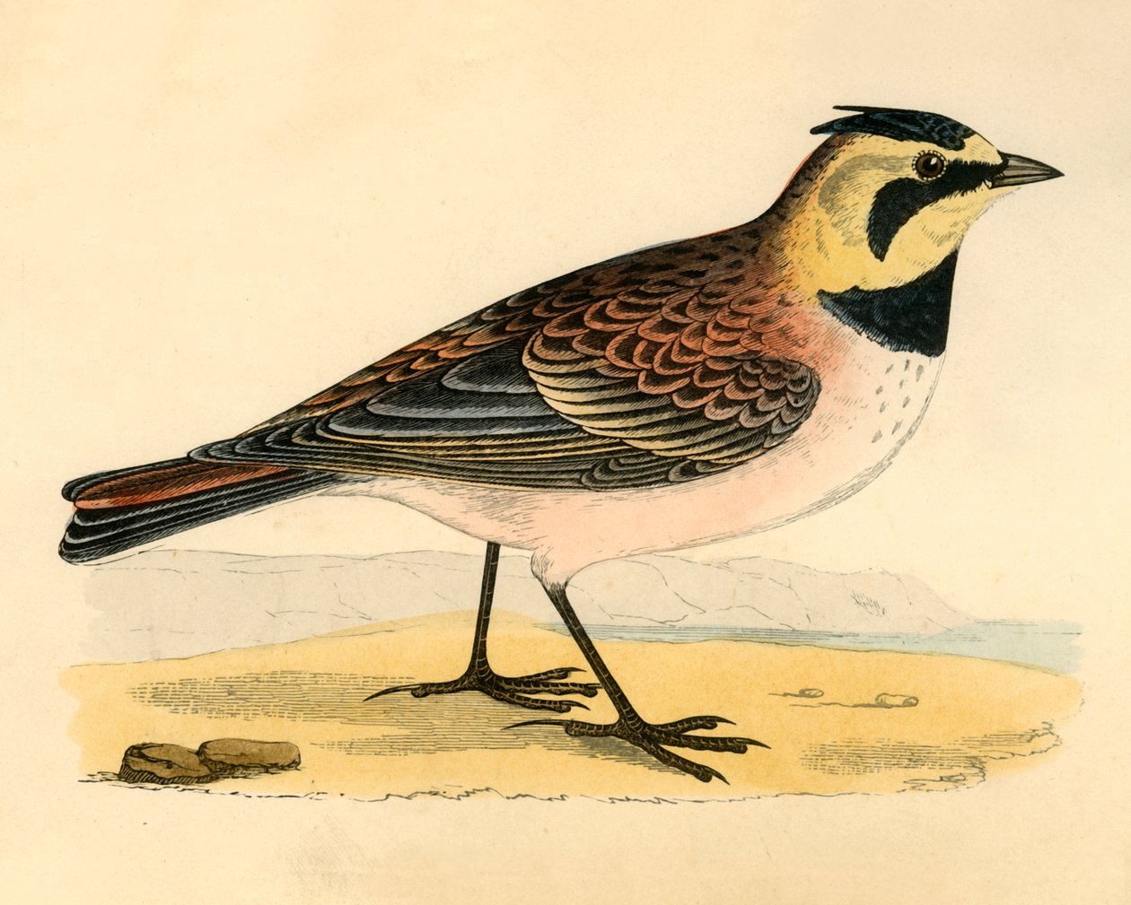 Shore Lark, 19. század vége. alkotó: Unbekannt