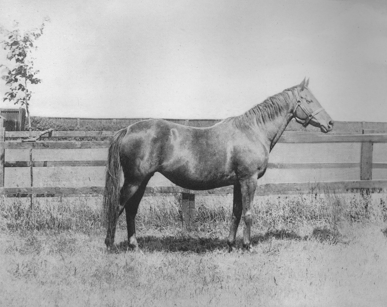Kisasszony, 1911 alkotó: Unbekannt