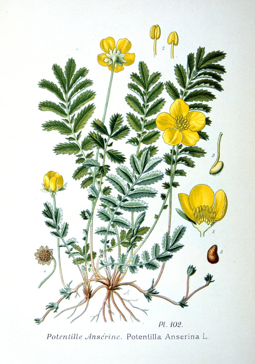 Ezüstfű, 1893 alkotó: Unbekannt
