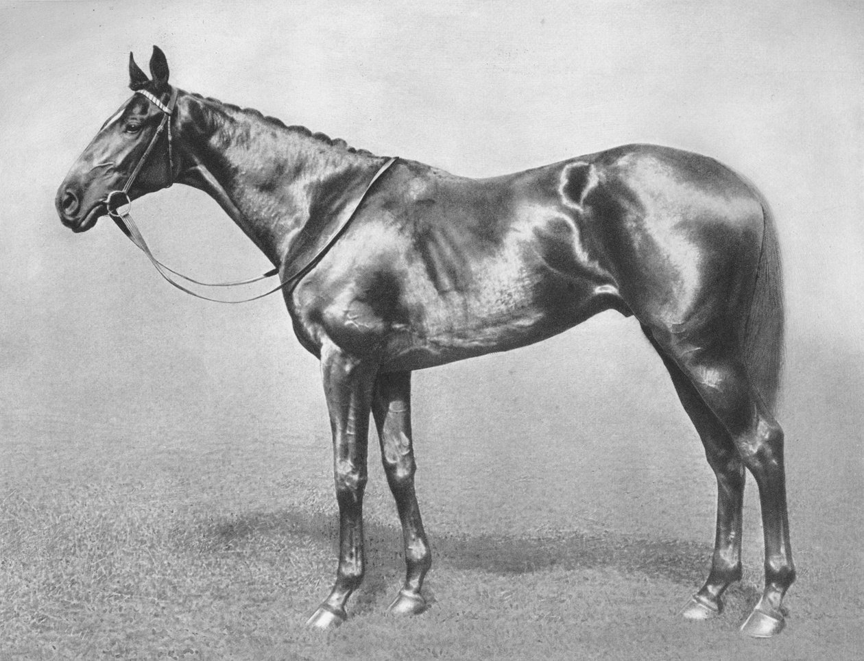 Sir Archibald, 1911 alkotó: Unbekannt