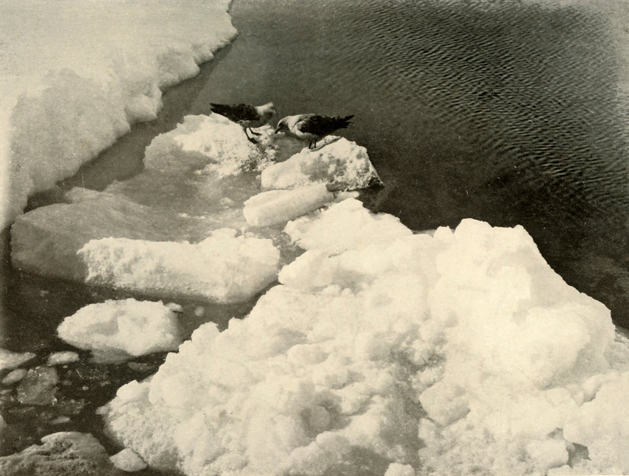 Skua sirályok a jég szélén, 1908, 1909. alkotó: Unbekannt