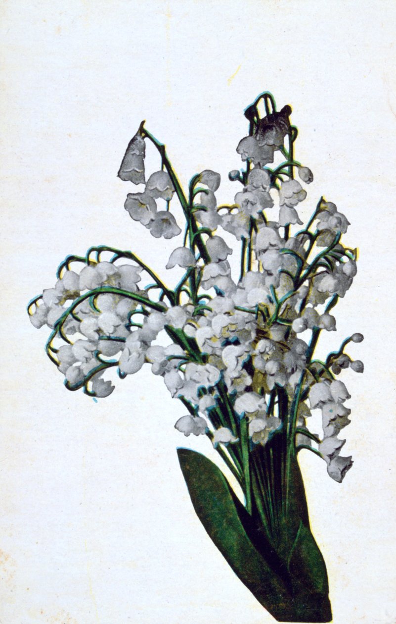 Hóvirág, francia virágos képeslap, c1900 alkotó: Unbekannt