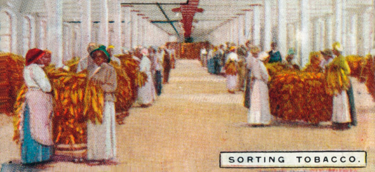 Dohányválogatás, 1926 alkotó: Unbekannt