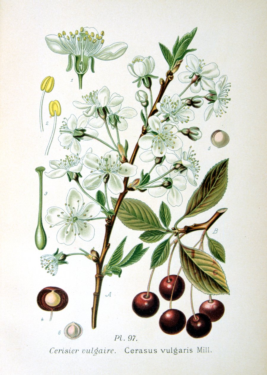 Meggy, 1893 alkotó: Unbekannt