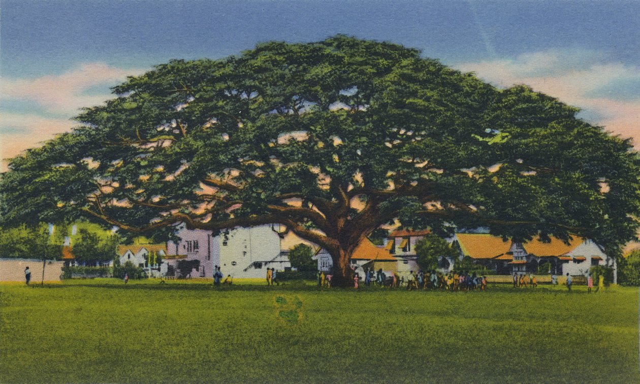 Spreading Samoan Tree, Trinidad, B.W.I., 1940-es évek. alkotó: Unbekannt