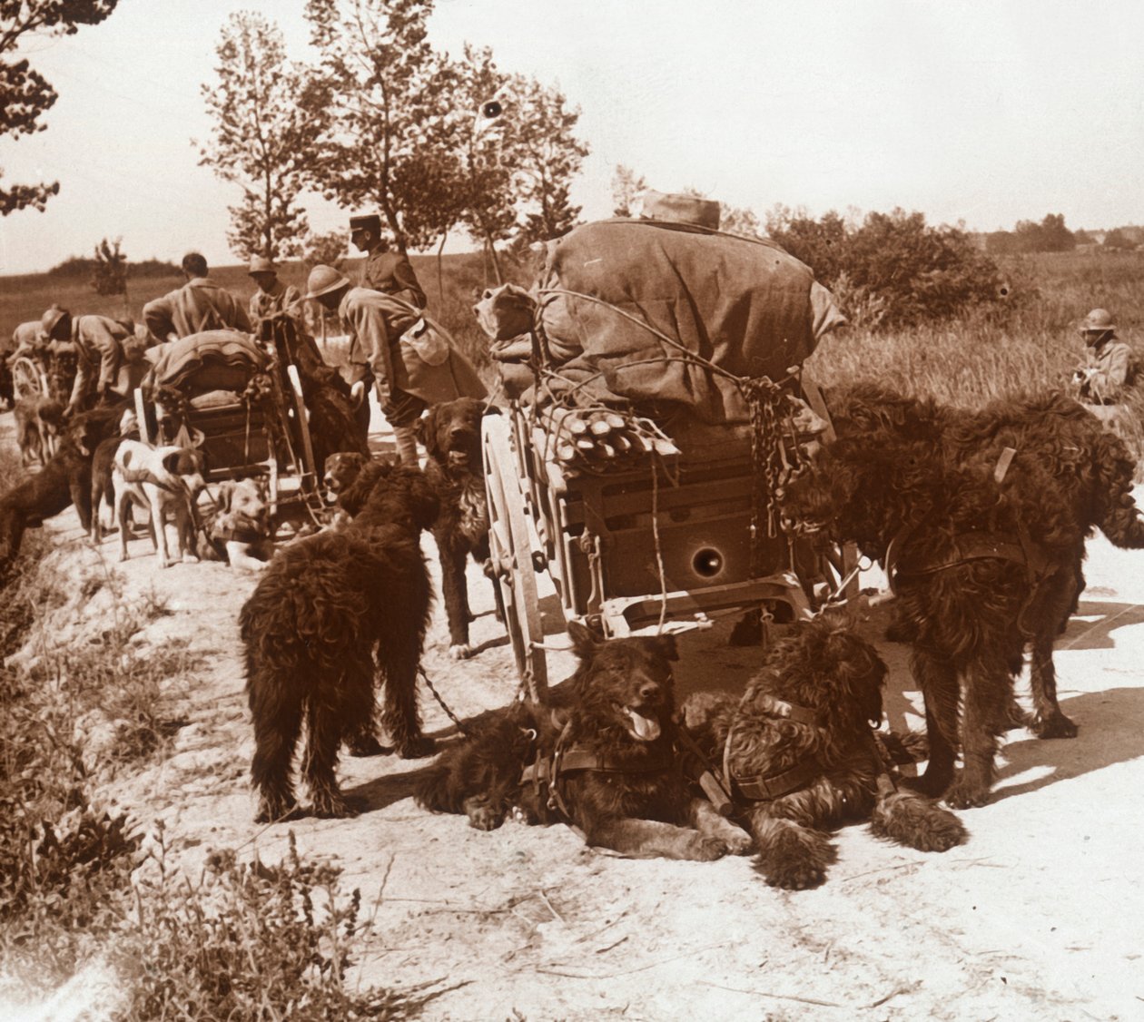 Ellátó kutyák, c1914-c1918 alkotó: Unbekannt