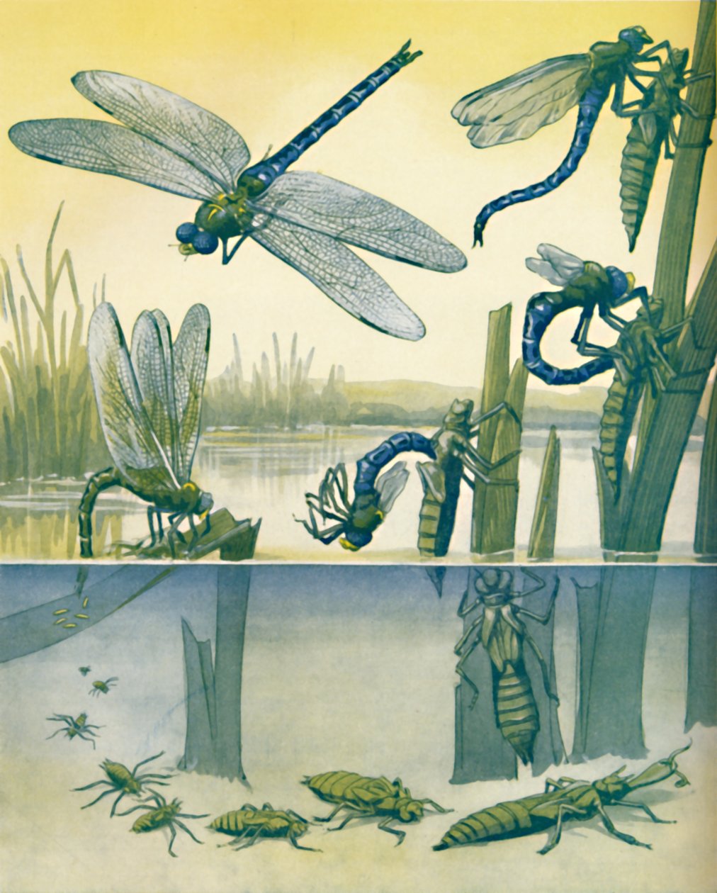 A gyönyörű szitakötők élettörténete, 1935 alkotó: Unbekannt