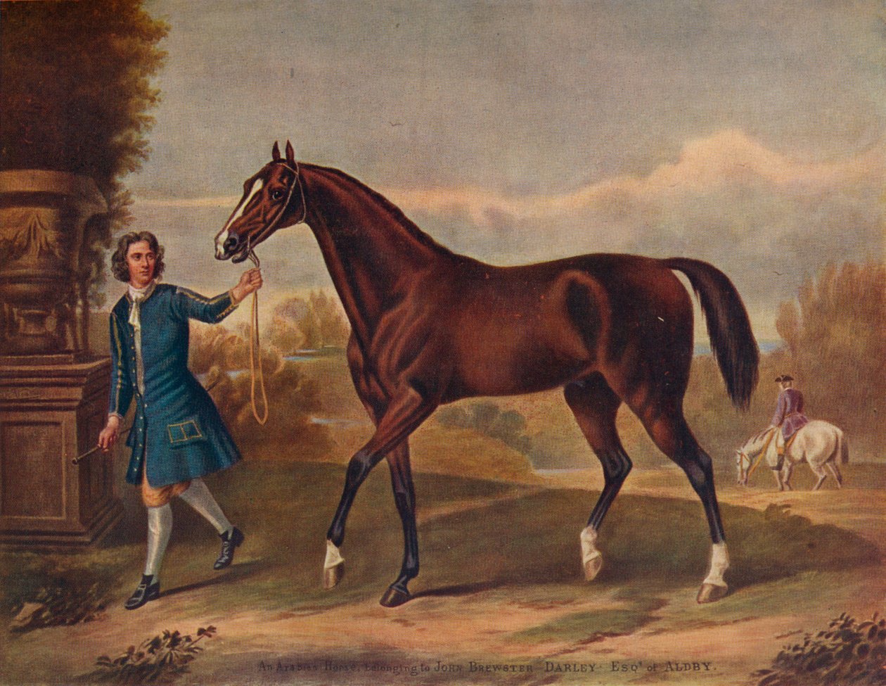 The Darley Arabian, 1720, 1922 alkotó: Unbekannt