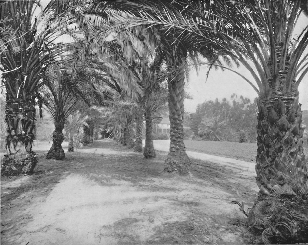 The Palms of Glenannie, Florida, 19. század alkotó: Unbekannt