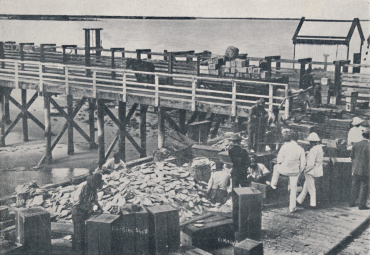 The Pearl Fishing Industry – Csomagolóhéj, 1923. alkotó: Unbekannt