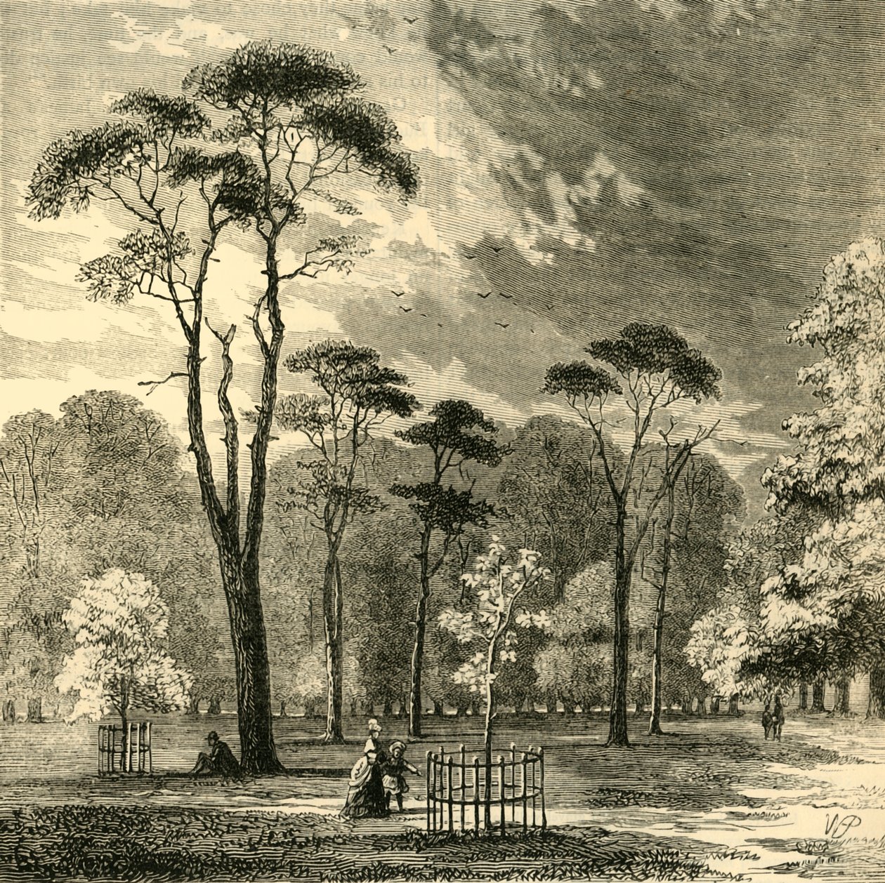 The Scotch Firs, Kensington Gardens, 1876. alkotó: Unbekannt
