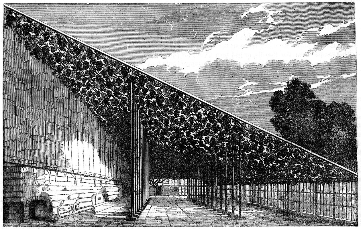 A Hampton Court-i borászat, 19. század alkotó: Unbekannt