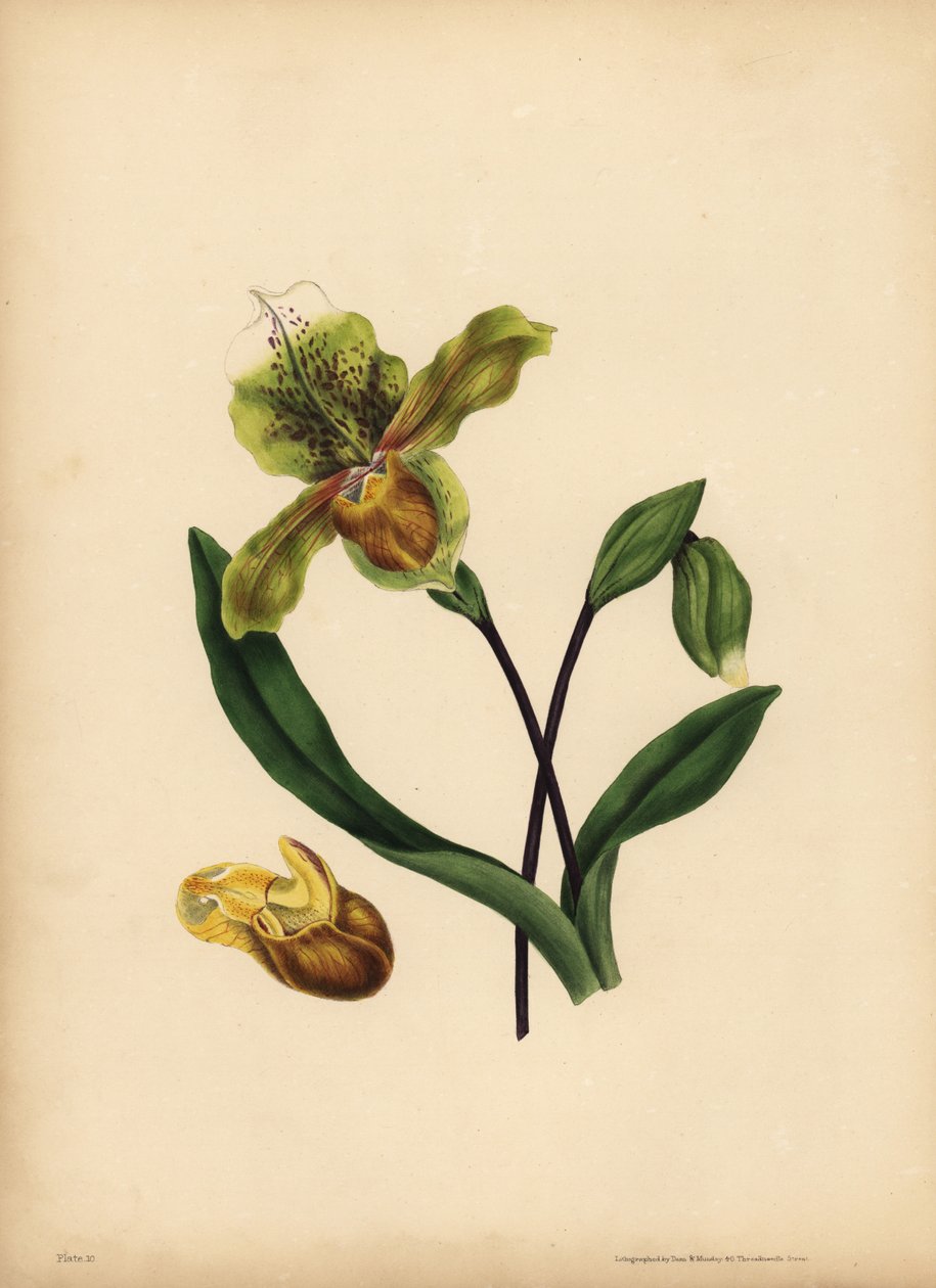 A nemes hölgypapucs, Cypripedium reginae, Hasonlatosság alkotó: Unbekannt