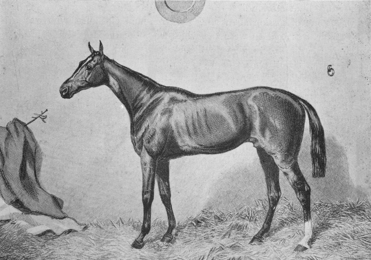 Thormanby, 1860, 1911 alkotó: Unbekannt