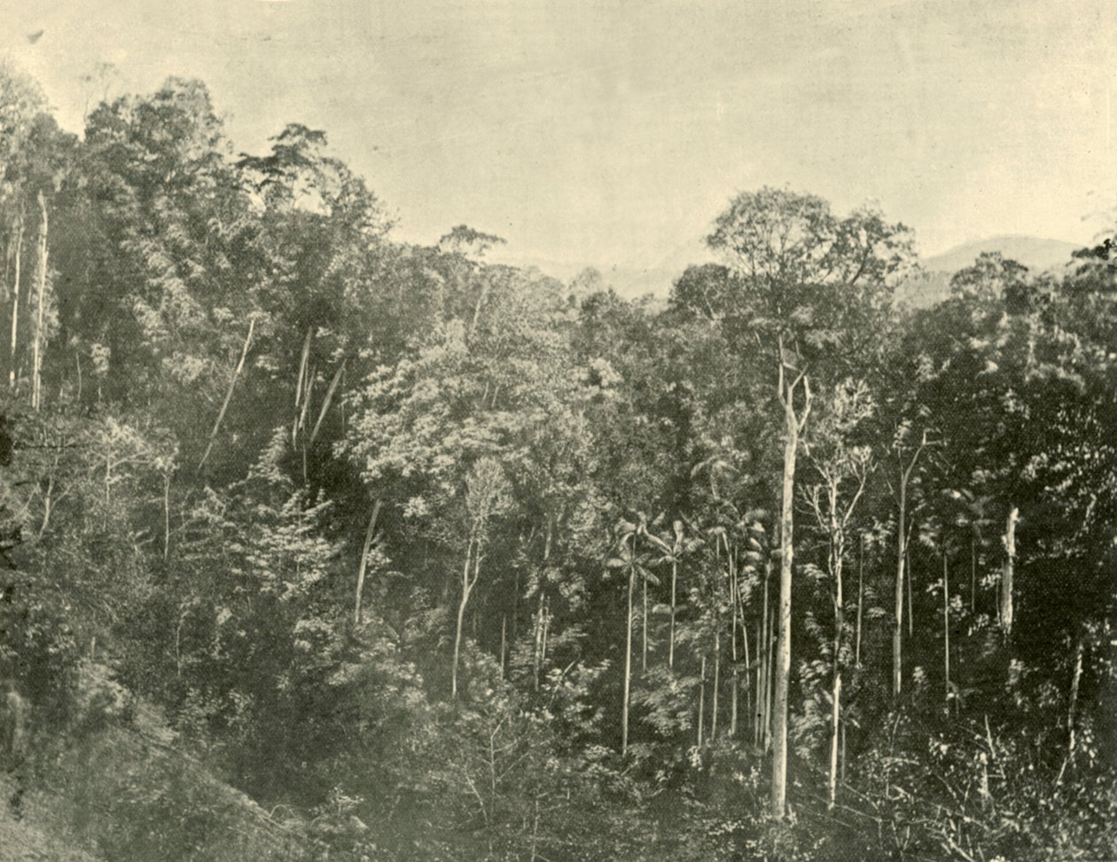 Tropical Scrubs, Blackall Range, Queensland, 1901. alkotó: Unbekannt