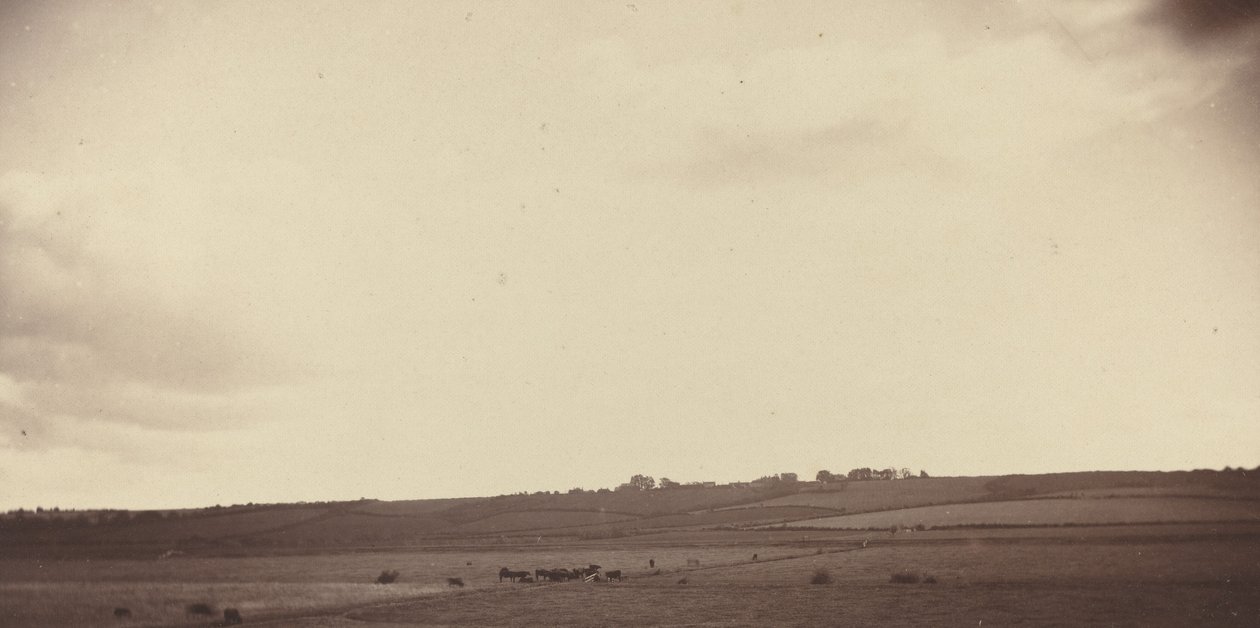 Kilátás a mezőkre tehenekkel, 1850-1860-as évek. alkotó: Unbekannt