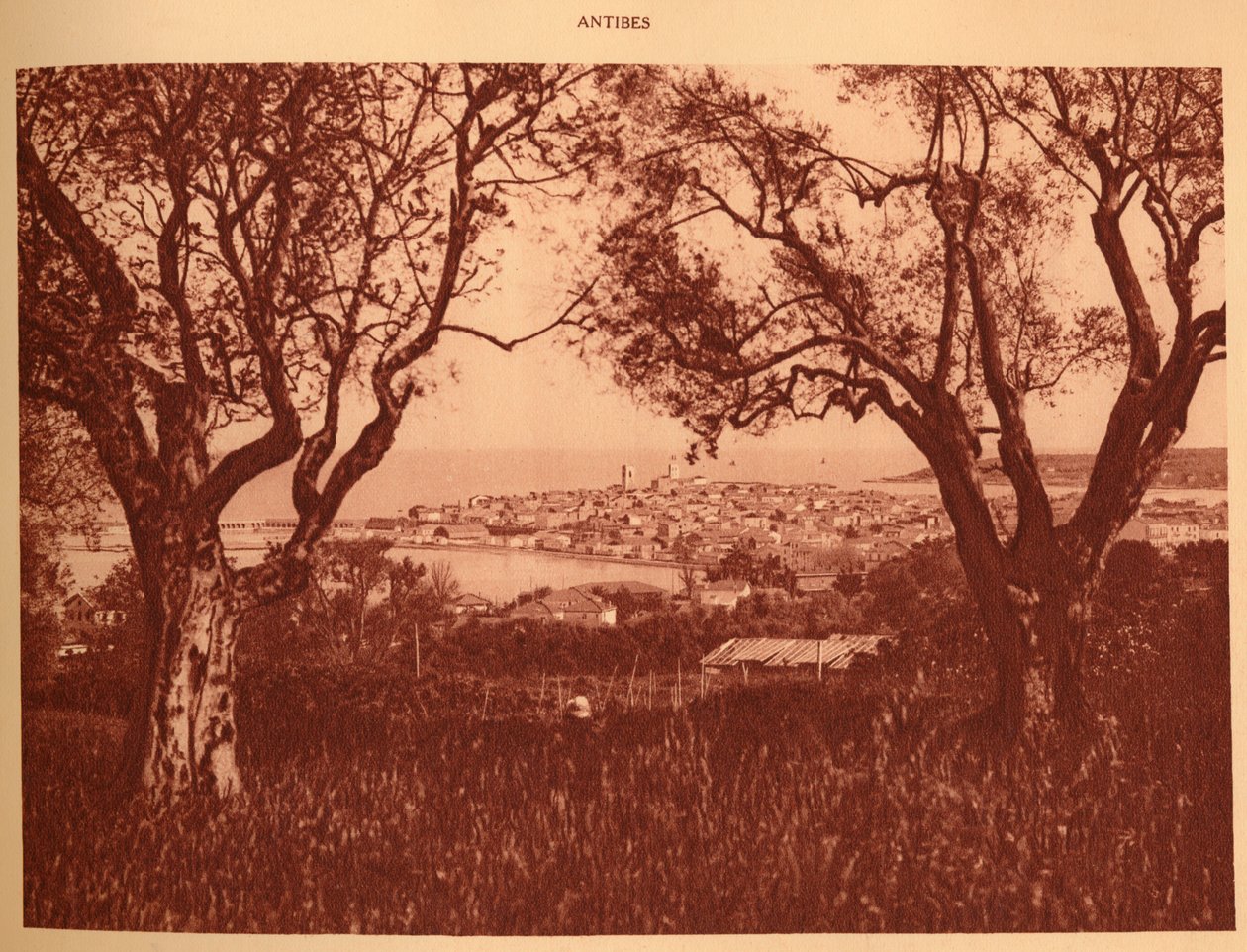 Kilátás az olajfákon keresztül Antibes-re, 1930. alkotó: Unbekannt