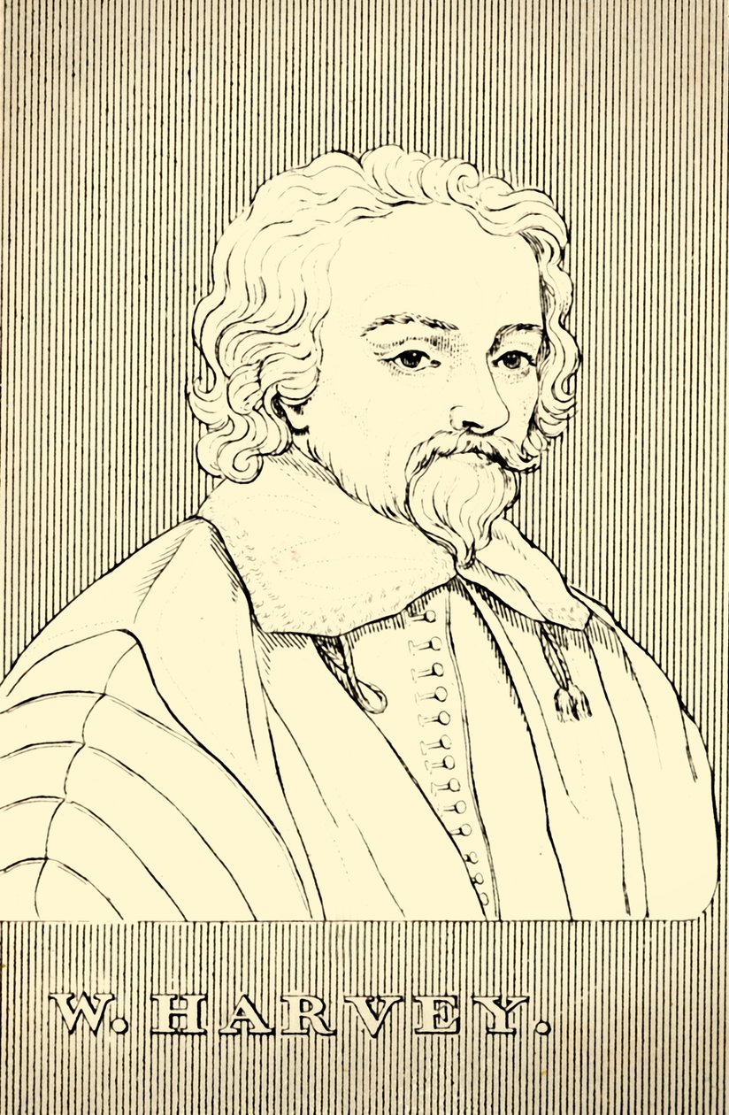 W. Harvey, 1578-1657, 1830. alkotó: Unbekannt
