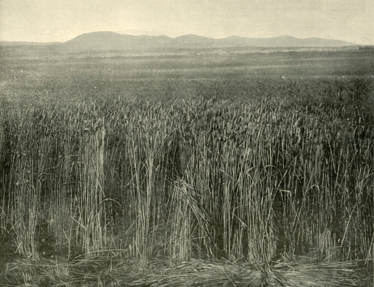 Búzamező, Canning Downs, Queensland, 1901. alkotó: Unbekannt