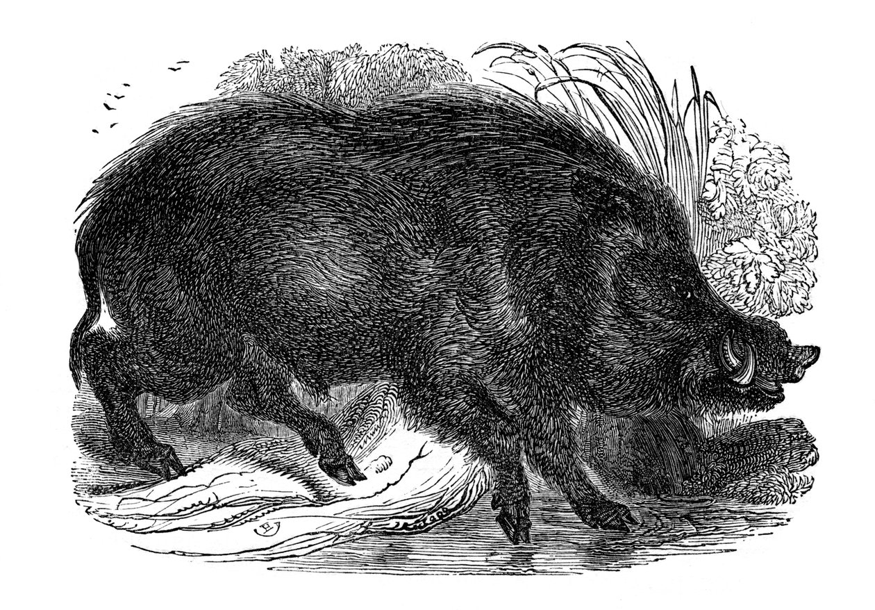 Vaddisznó, 1848 alkotó: Unbekannt