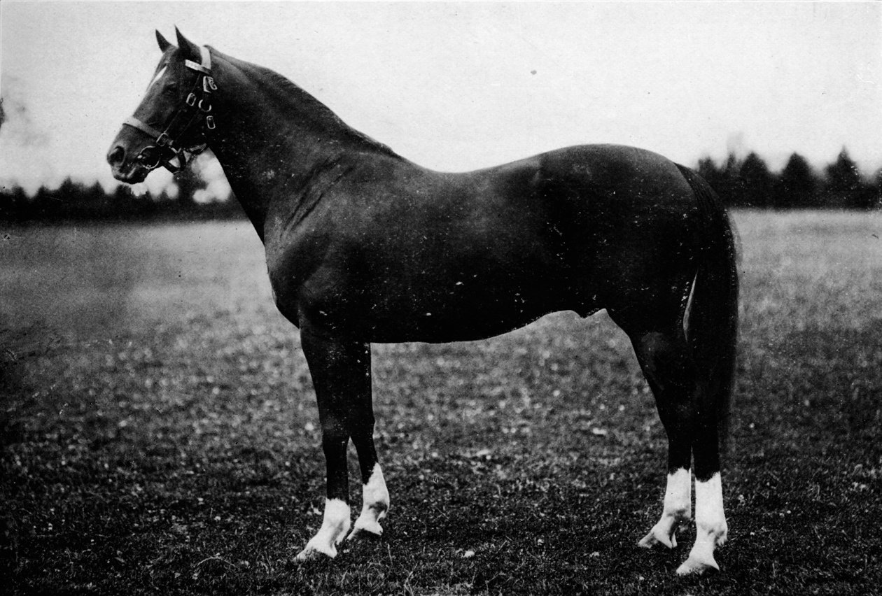 Vadmadár, 19. század, 1911 alkotó: Unbekannt