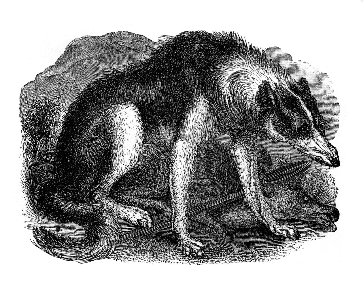 Farkaskutya, 1848 alkotó: Unbekannt