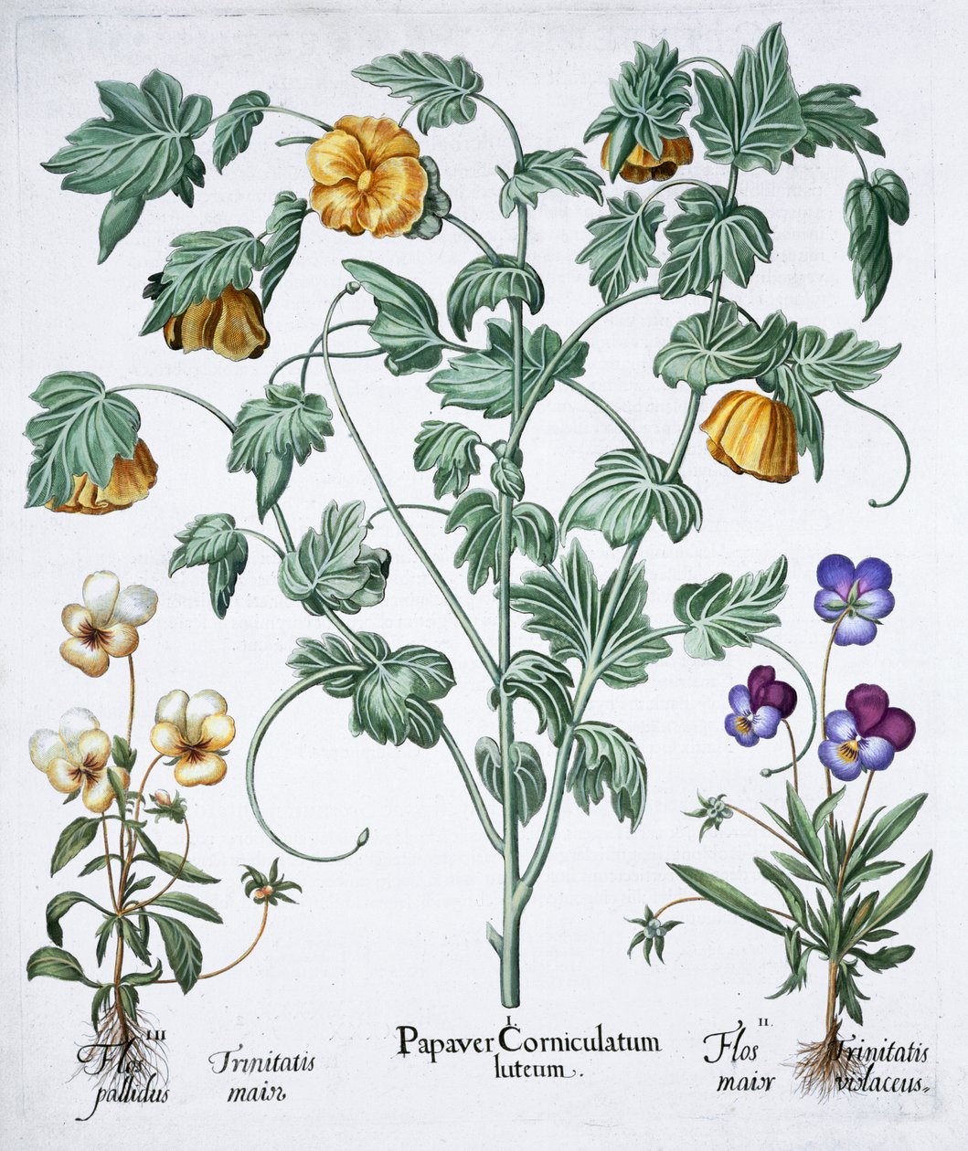 Sárga szarvú mák, 1613 alkotó: Unbekannt