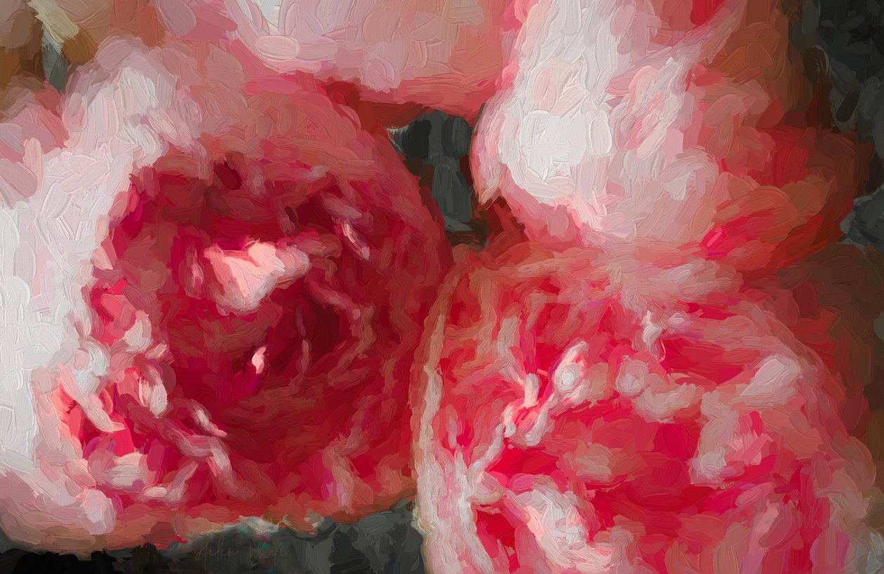 Rózsaszín pünkösdi rózsa, 2018, alkotó: Unbekannt Unbekannt
